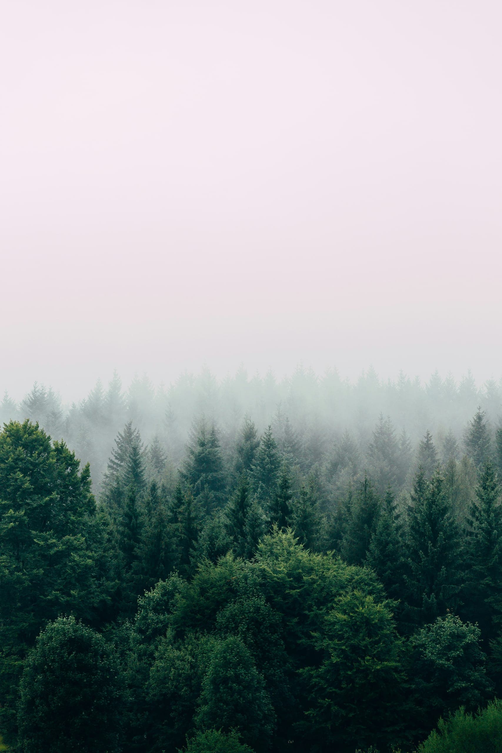 Fog settling over the tops of a spruce forest
