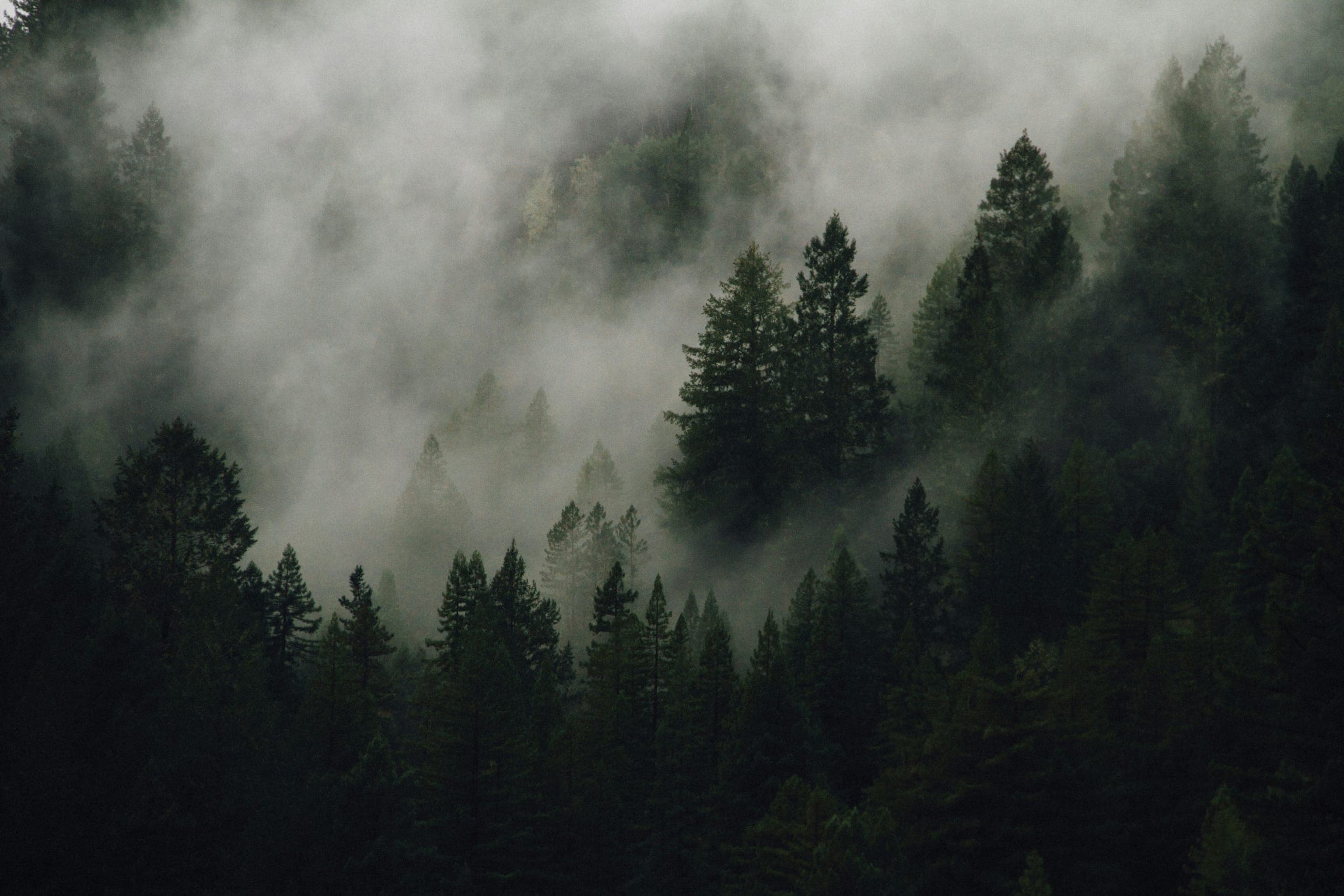 Mist drifting through a dark conifer forest on a hillside
