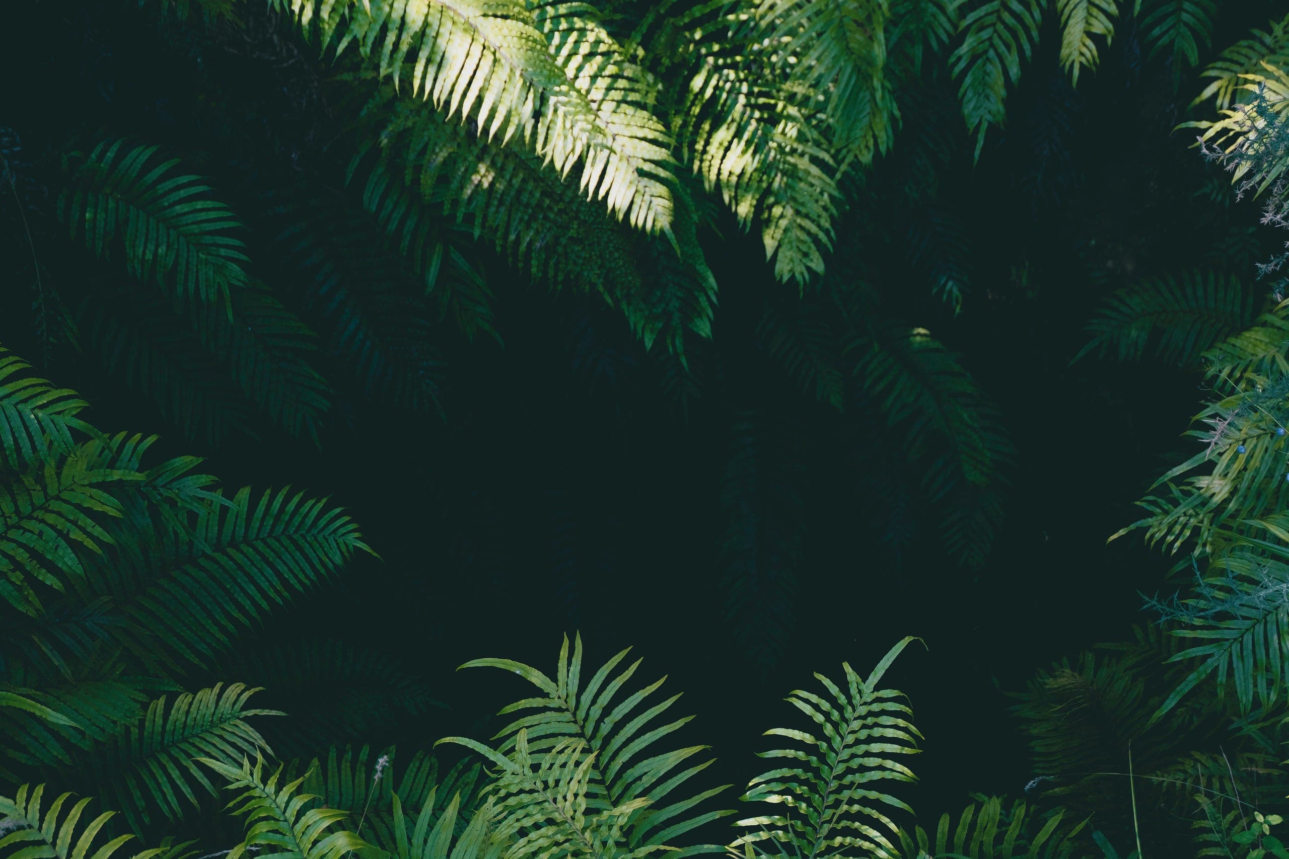 Sunlit fern fronds arranged around a dark clearing